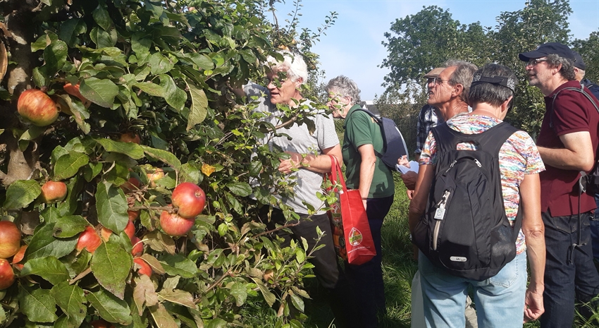 Fruitexperts uit heel Nederland bij leifruitrekken om rassen te determineren setpt 2021 foto KNIJ