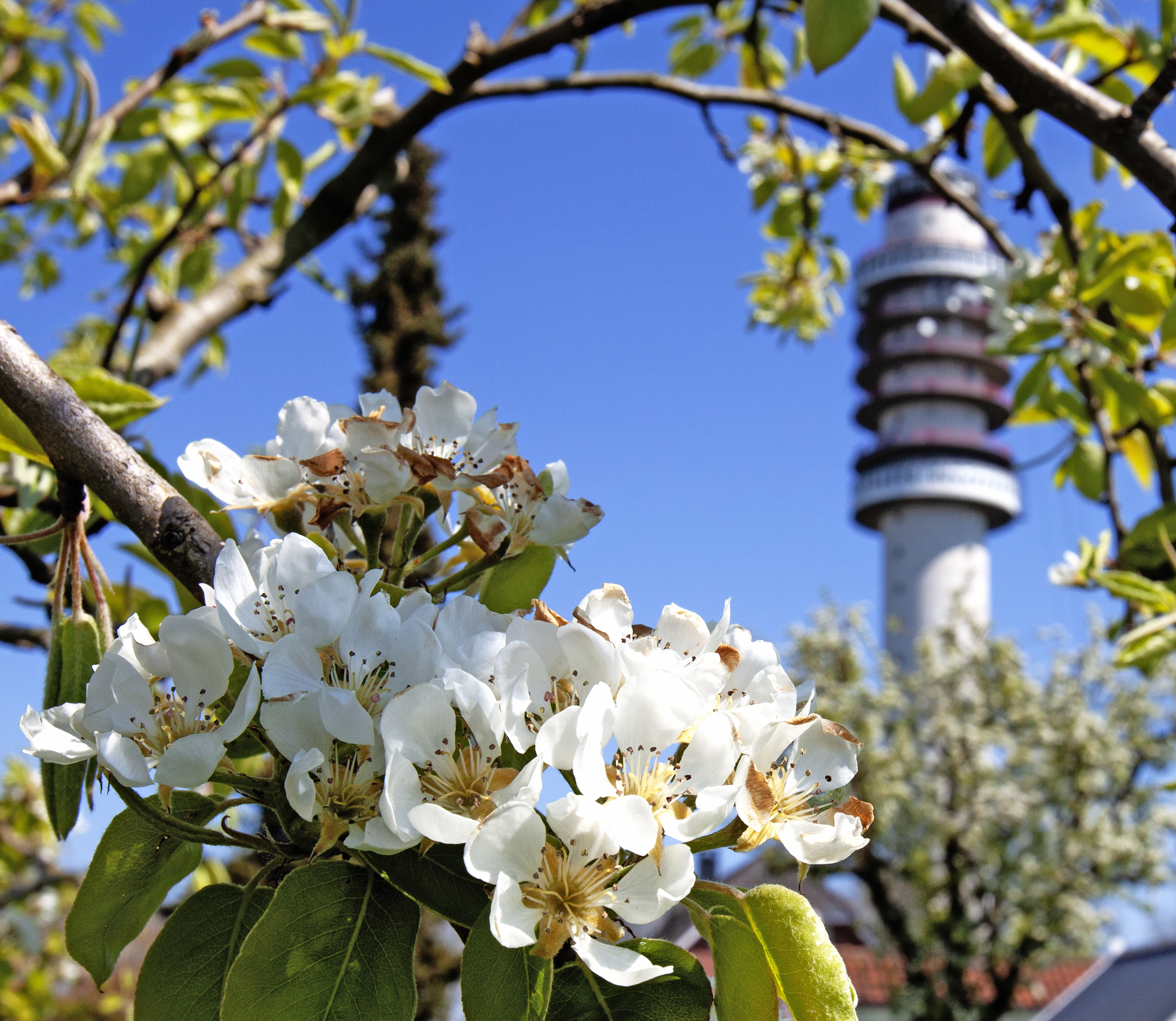 Fotograaf Gerrie Abel Hoge Biezenpark IJsselstein 2021